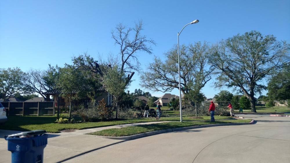 Tree Removal